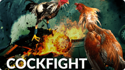 jeetwin-cockfight-game